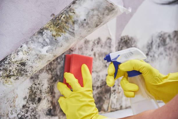 Best Water Damage & Mold Remediation  in Grants Pass, OR